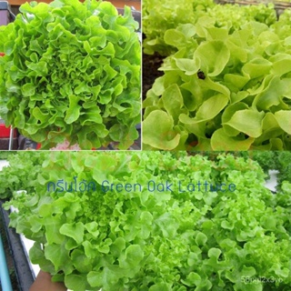 อินทรีย์็ด ใหม่็ด ใหม่ใหม่ กรีนโอ้ค (Green Oak Lettuce) 100 ใหม่็ด ใหม่ง่าย ใหม่ได้ทั่วไทย ใหม่ คละ
