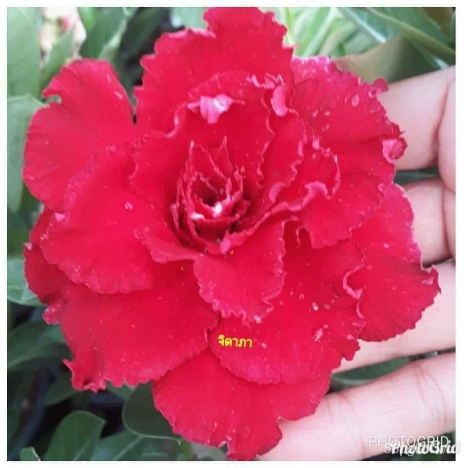 อินทรีย์็ด-ใหม่็ด-10-ใหม่็ด-ปลูก-ชวนชม-สายใหม่ไต้หวัน-ดอกสีแดง-adenium-seeds-กุหลาบทะเลทราย-desert-rose-ราชินีบอ-คละ