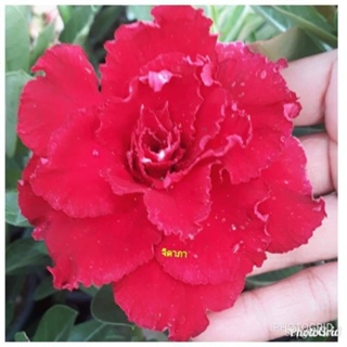 อินทรีย์็ด ใหม่็ด 10 ใหม่็ด ปลูก ชวนชม สายใหม่ไต้หวัน ดอกสีแดง Adenium Seeds กุหลาบทะเลทราย Desert Rose ราชินีบอ คละ
