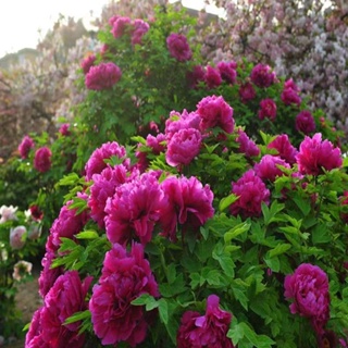 ต้นกล้าดอกโบตั๋นกลีบคู่แท้สี่ฤดู เลี้ยงง่าย สวนระเบียง ดอกไม้กระถาง ต้นไม้สีเขียว