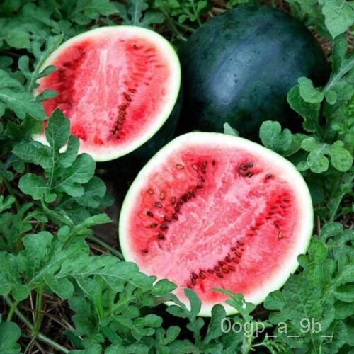 เมล็ด-sugar-baby-watermelon-seed-ice-box-non-gmo-heirloom-เมล็ดสวนสด-ผักชี