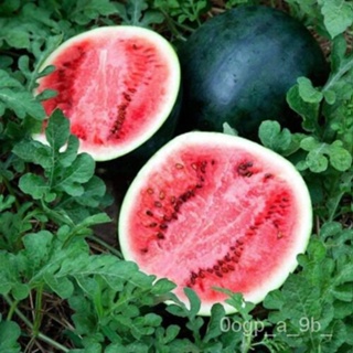 เมล็ด Sugar Baby Watermelon Seed Ice Box | Non-GMO | Heirloom | เมล็ดสวนสด ผักชี