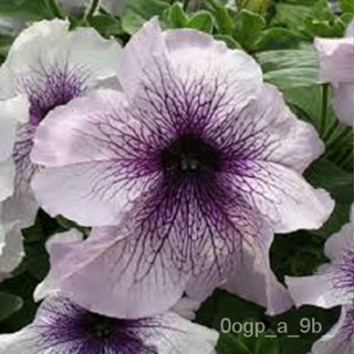 เมล็ด 30 PETUNIA GRANDIFLORA PRISM BLACKBERRY SUNDAE เมล็ดผักชีไม้ยาวนานปี ผักชี