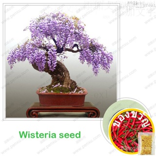 Wisteria seeds, bonsai Wisteria sinensis Tree 100% True SEED IN-kind Shooting, 10 pcs เมล็ด/กระเป๋า/สวน/หมวก/เสื้อ/แม่แล