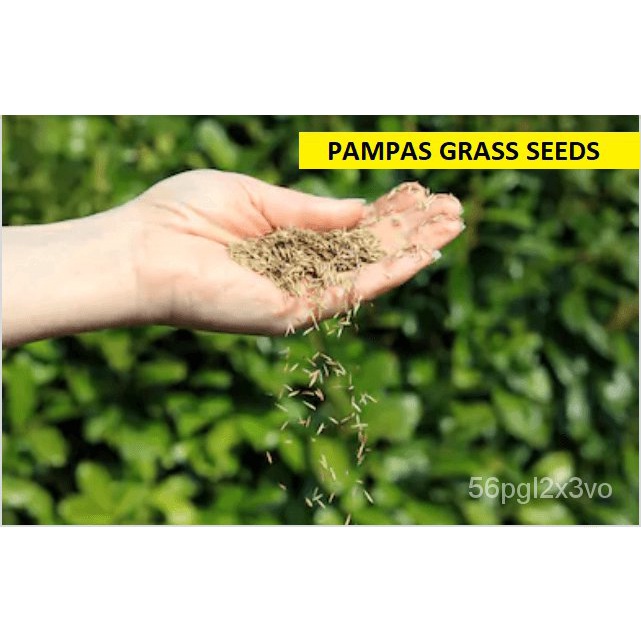 อินทรีย์็ด-ถูก็ด-100-ถูก็ดถูก-ถูกภูเขา-ถูกแพมพัส-pampas-grass-แปมปัส-นำเข้าจาก-usa-อัตราการถูกสูง-80-85-ถูก-คละ