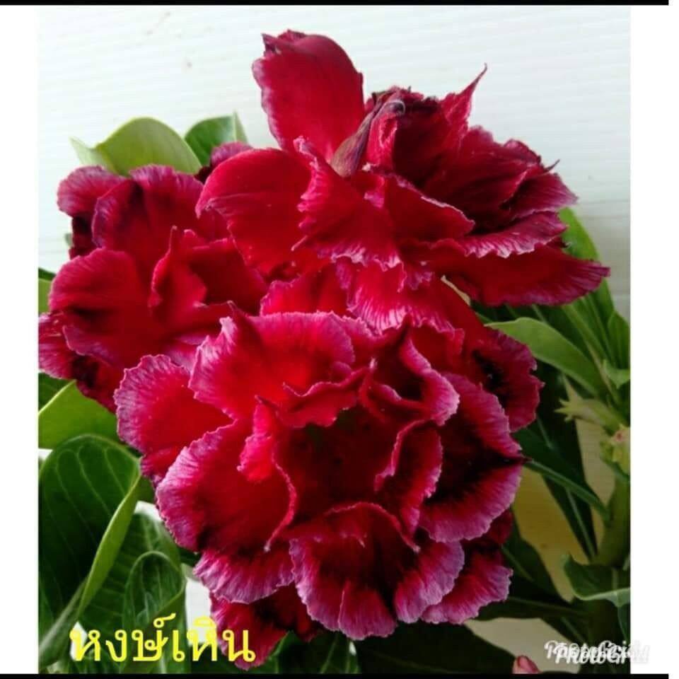 อินทรีย์็ด-ใหม่็ด-10-ใหม่็ด-ใหม่-ชวนชม-สายใหม่ไต้หวัน-ดอกสีแดง-adenium-seeds-กุหลาบทะเลทราย-desert-rose-ราชินี-คละ