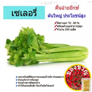 เซเลอรี่ Celery คื่นฉ่ายยักษ์ คื่นฉ่ายฝรั่ง 200 Seeds เมล็ดพันธุ์ ผักสวนครัว อัตราการงอกสูง ต้นใหญ่ ประโยชน์สูง พร้อมคำแ
