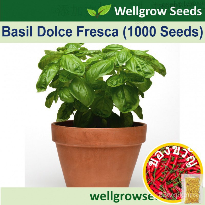 basil-dolce-fresca-1000sds-เอเซอร์-ทานตะวัน-ทานตะวัน-ทานตะวัน-สวน-ผัฌชี-ดอกไม้-เซล็อด-รองเท้า-seeds-กุ้ม-axpa