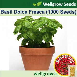 Basil Dolce fresca (1000sds) เอเซอร์: ทานตะวัน/ทานตะวัน/ทานตะวัน/สวน/ผัฌชี/ดอกไม้/เซล็อด/รองเท้า/seeds/ กุ้ม AXPA