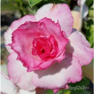 อินทรีย์็ด ใหม่็ด 12 ใหม่็ด ใหม่ ชวนชม สายใหม่ไต้หวัน ดอกสีชมพู Adenium Seeds กุหลาบทะเลทราย Desert Rose ราชิน คละ