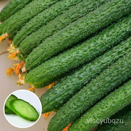 เมล็ดพันธุ์คุณภาพสูงในสต็อกในประเทศไทยVegetable - Cucumber - Burpless ...