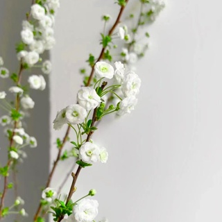 สโนว์วิลโลว์ กิ่งไม้สด กิ่งไม้แห้ง กระถาง พืชไฮโดรโปนิกส์ ดอกไม้ น้ำในร่ม ต้นกล้าบาน พืชสีเขียว ดอกไม้จริง