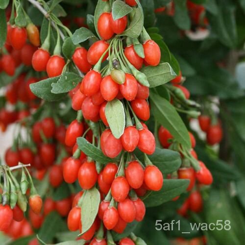 เมล็ด 10 Jam Berry Tree Seeds ปลูกต้นไม้ผลไม้แปลกใหม่ | Shopee Thailand