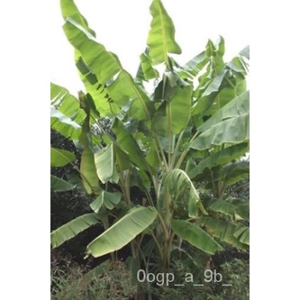 เมล็ด-5-x-musa-yunnanensis-เมล็ดยูนนานกล้วย-ผักชี