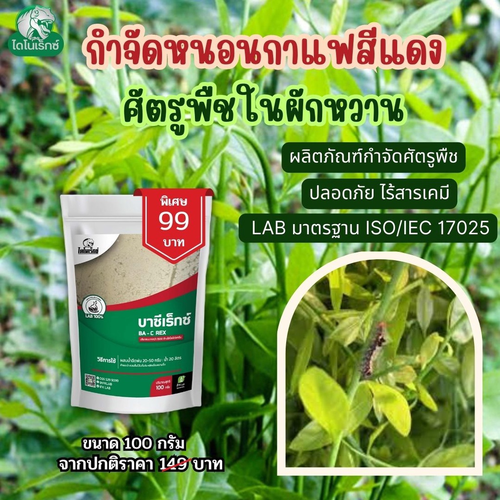กำจัดศัตรูพืช-ยาฆ่าหนอนกาแฟสีแดง-ใน-ผักหวาน-และ-พืชทุกชนิด-บาซีเร็กซ์-โดย-ไดโนเร็กซ์