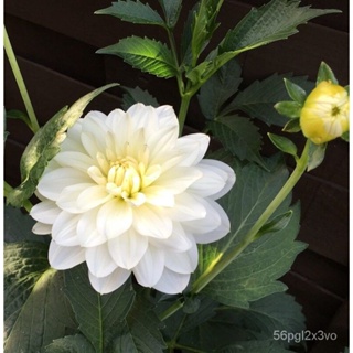 อินทรีย์็ด ใหม่็ด 1 หัว/ออเดอร์ รักเร่ Dahlia Flower Bulb สายใหม่ White Onesta หัวรักเร่ ดอกไม้ หัวหน่อ เหง้า นำ คละ