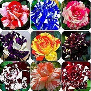 อินทรีย์็ด อินทรีย์็ด 30 อินทรีย์็ด อินทรีย์ กุหลาบ Rose Seeds อินทรีย์สี อินทรีย์สายอินทรีย์ ดอกหอม นำเข้าจากต่ คละ