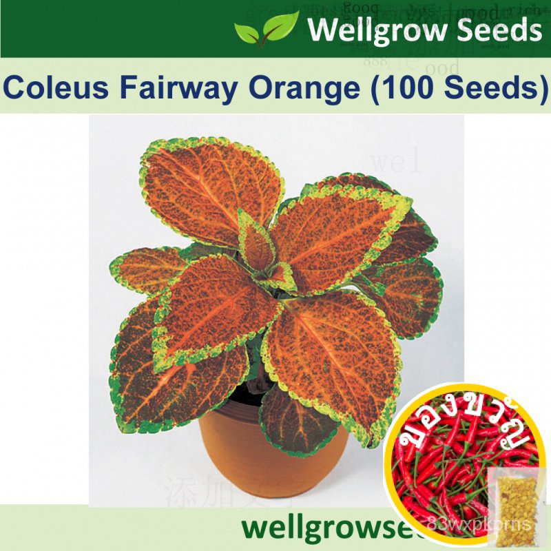 เมล็ดพันธุ์-ดอกไม้-coleus-fairway-orange-100sds-coleus-fairway-orange-โคลเวอร์-สโตรก-หงอก-กระ-กระโหลก-สาก-แท็บเล็ต