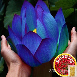 Bowl lotus/water lily flower /Bonsai Lotus seeds garden decoration plant 10pcs F129พรม/ดอกไม้/โซฟา/เมล็ด/แอปเปิ้ล/ร้อน/ผ