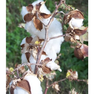 เมล็ด 25ผ้าฝ้ายสีขาวแปดเห็ด Hirsutum เมล็ดพืช * จัดส่งร่วม สายพันธุ์