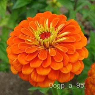 อินทรีย์็ด ใหม่็ด ใหม่ ผักชีบานชื่นสีส้ม (Orange King Zinnia Seed) บรรจุ 100 ใหม่็ด คุณภาพดี ของแท้ 100% ใหม่ ผักชี