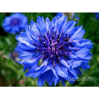 เมล็ด Cornflower Centaurea Cyanus-Bachelor & #039; S Button - Flower Seeds Blue Wild 150 Seeds มะเขือ