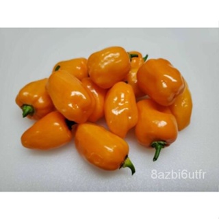 เมล็ด Oxkutzcabian Orange Chili-10เมล็ด-Heirloom Vegetable Seeds! Ch 165 มะเขือ
