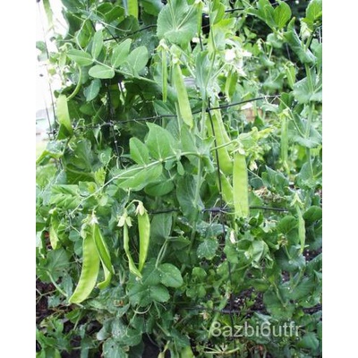 เมล็ด-50-snow-pea-pisum-sativum-vegetable-pods-pea-seeds-โชคแบน-สายพันธุ์