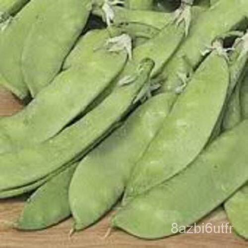 เมล็ด-50-snow-pea-pisum-sativum-vegetable-pods-pea-seeds-โชคแบน-สายพันธุ์