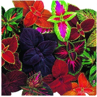 อินทรีย์็ด อินทรีย์็ด 50 อินทรีย์็ด อินทรีย์ ฤาษีผสม Coleus Seeds อัตราอินทรีย์ 80-90% มีคู่มืออินทรีย์ อินทรีย์ คละ