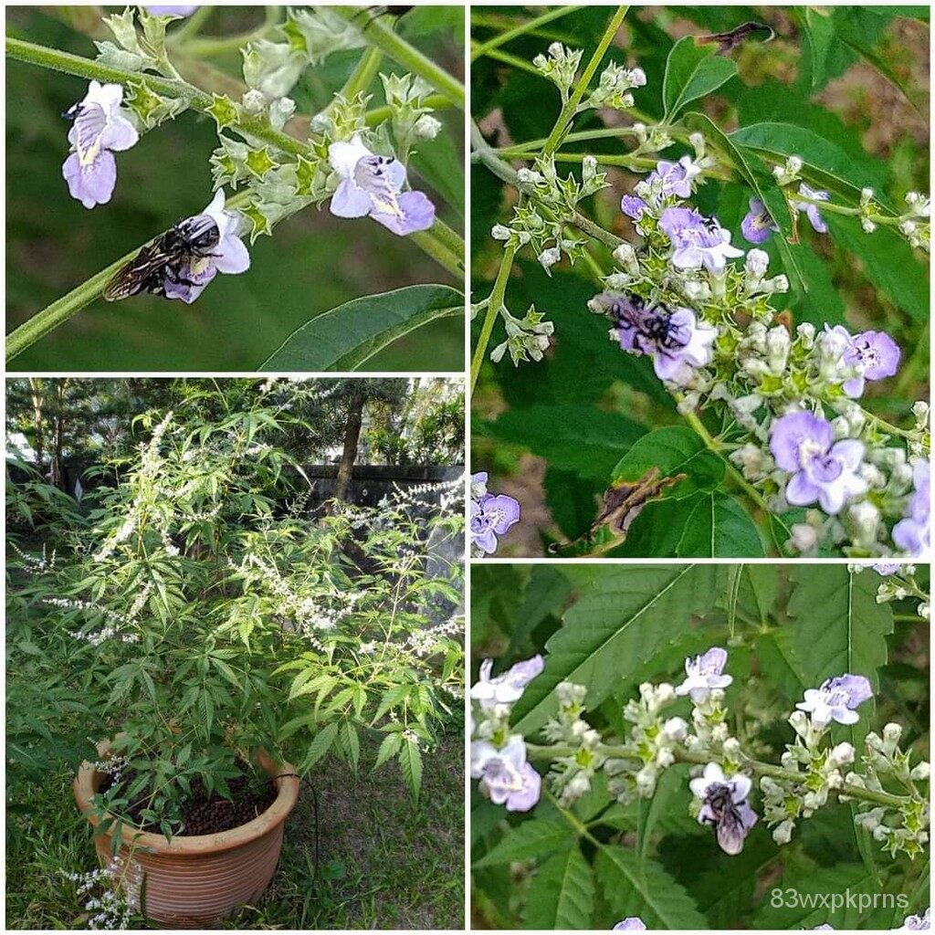 vitex-5-leave-vitex-negundo-plant-vitex-vitex-5-leave-vitex-negundo-plant-resi-5ใบ-มี5ใบ-pjxx