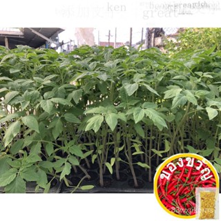 พันธุ์ มะเขือเทศลูกใหญ่  พร้อมปลูก ถุงดำ 29  บาทseeds/苹果/文胸/木瓜/玩具/通心菜/玫瑰/芹菜/鲜花/向日葵//种子 RBBR