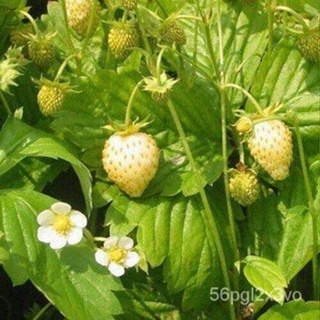 อินทรีย์็ด ถูก็ด 20 ถูก็ด white wild strawberry ถูก็ดสตอเบอร์รี่ ของแท้ 100% สตรอเบอร์รี่ สตอเบอรี สตอเบอรี่ อัต คละ