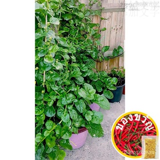 เมล็ด Alugı Green 15เมล็ดพืชผักสมุนไพรผลไม้อุปกรณ์หวน้อย/ไม้จันทน์/อัญมณี/บัวบก/ดอกไม้/สวน/ไม้จันทน์/ของเล่น YEGW