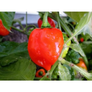 เมล็ด Vegetable - Hot chilli Pepper - Habanero Red carribean-14 Premium seeds-1st ผักชี