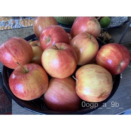 เมล็ด-5-gala-apple-seed-fruit-tree-organic-american-nongmo-มรดกตกทอดพื้นเมือง-half-ผักชี