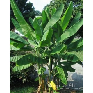 เมล็ด 5 x Musa yunnanensis เมล็ดยูนนานกล้วย ผักชี
