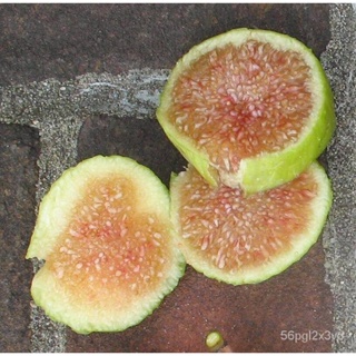 อินทรีย์็ด ใหม่็ด Figs ต้นมะเดื่อฝรั่ง ใหม่ Conadria (คอนาเดีย) อร่อย หวาน หอมมากๆ ต้นสมบูรณ์มาก รากแน่นๆ จัดส่ง คละ