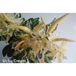อินทรีย์็ด ใหม่็ด ใหม่พริกด่าง อาจิ อูชู ครีม (Variegated Aji Uchu Cream Hot Pepper Seed) บรรจุ 25 ใหม่็ด ของแท้ คละ