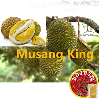 Berjaya Plant Nursery - Pokok Durian Musang King D197/Raja KunyitIt S A Seed ไม่ใช่พืช!ดอกไม้/เสื้อ/ชุดชั้นใน/ชุดชั้นใน