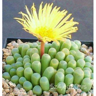 The Seeds Home Plant Seeds Wash Q Mm Len Or Wood Succulent Cactus เฟเช่/s Badge Fr Oval Set (Fenestraria) อัตราการงอกของ
