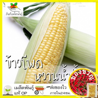 เมล็ดพันธุ์/เมล็ดพันธุ์ ข้าวโพดหวาน ฮันนี่ซีเลค 20 เมล็ด Honey Select Sweet Corn เมล็ดพันธุ์แท้นำเข้าจากต่างประเทศ ปลู01