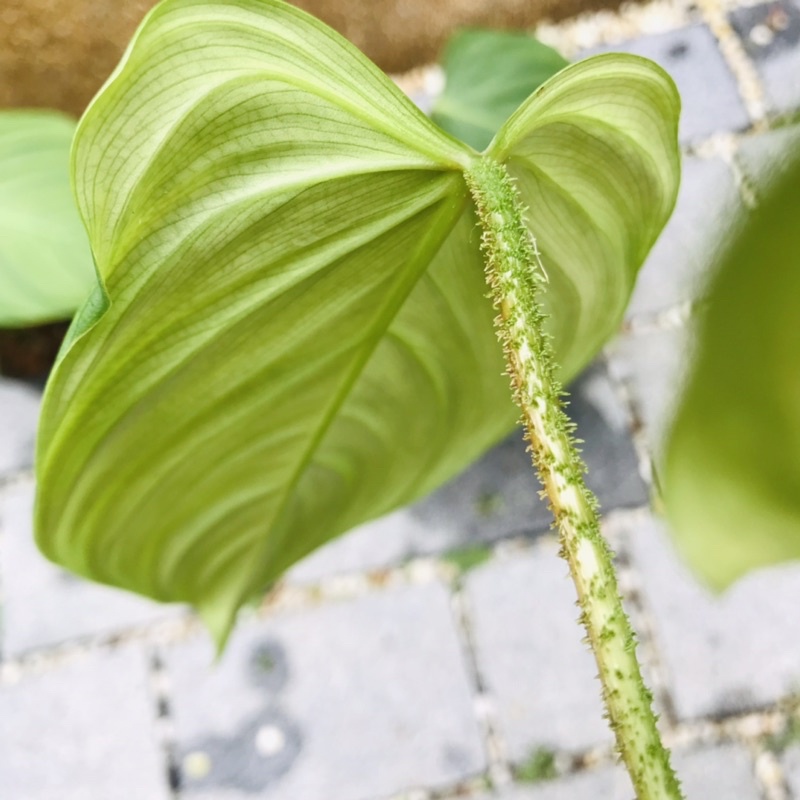 philodendron-fuzzy-petiole-ก้านขน