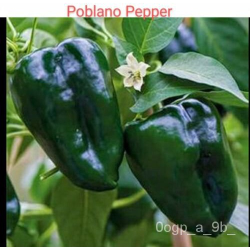 เมล็ด-30อินทรีย์ผักชี้า-ancho-poblano-พริกไทยเมล็ด-heirloom-เม็กซิกันไม่ใช่จีเอ็มสหรัฐ-ผักชี้า