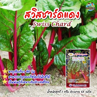 อินทรีย์็ด อินทรีย์็ด อินทรีย์็ดสวิสชาร์ดแดง Swiss Chard ตราภูเขาทอง ประมาณ63อินทรีย์็ด อินทรีย์็ดอินทรีย์สลัด อ ดอก