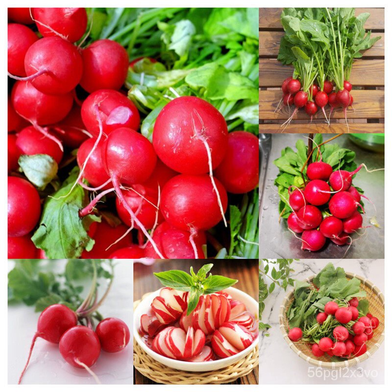 อินทรีย์็ด-ใหม่็ด-โปรโมชั่น-บอนสี-150ใหม่็ด-ใหม่-บีทรูท-beetroot-seeds-vegetable-seed-ใหม่ไม้หายาก-ต้นไม้ฟอกอา-คละ