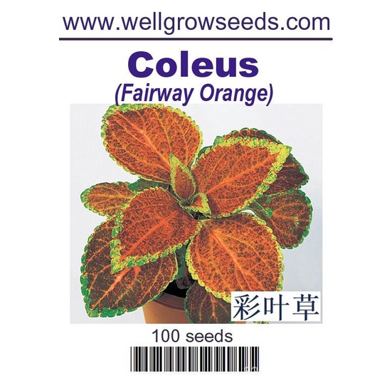 เมล็ดพันธุ์-ดอกไม้-coleus-fairway-orange-100sds-coleus-fairway-orange-โคลเวอร์-สโตรก-หงอก-กระ-กระโหลก-สาก-แท็บเล็ต