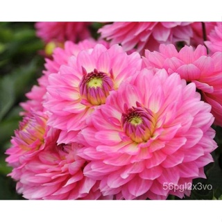 อินทรีย์็ด ใหม่็ด 1 หัว/ออเดอร์ รักเร่ Dahlia Flower Bulb สายใหม่ Bellini หัวรักเร่ ดอกไม้ หัวหน่อ เหง้า นำเข้า  คละ