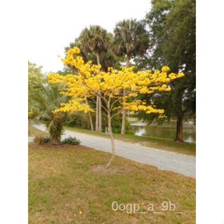 เมล็ด Yellow Tabebuia Gold เมล็ดผักชีไม้ขนาดเล็ก-25เมล็ดดีมาก-แช่เย็น ผักชี