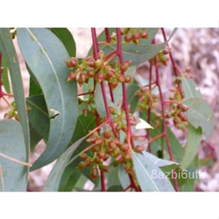 เมล็ด Eucalyptus Camaldulensis (หมากฝรั่งแดงแม่น้ำ)-มะเขือพื้นเมือง200เมล็ด-บอนไซ มะเขือ